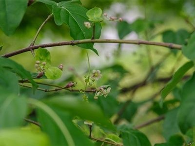 3. ツリバナの害虫と病気対策