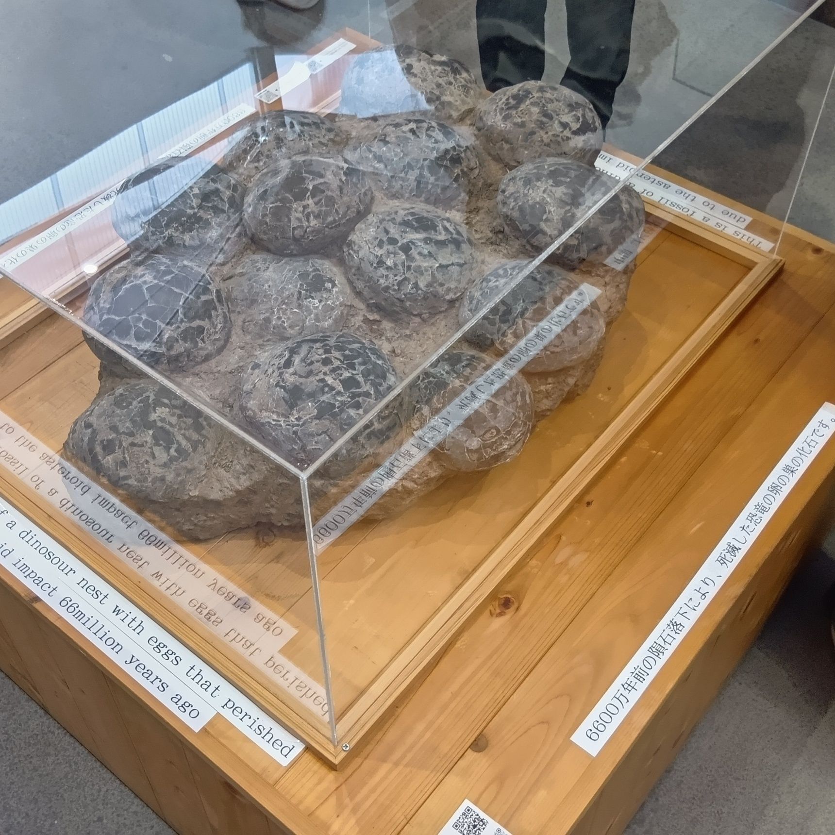 『恐竜の卵の巣の化石』もあるんですよ！レプリカではないのが凄い！！！