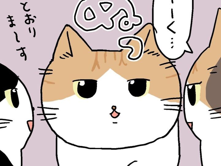 わが道をゆく。【てらねこミー子の日常】