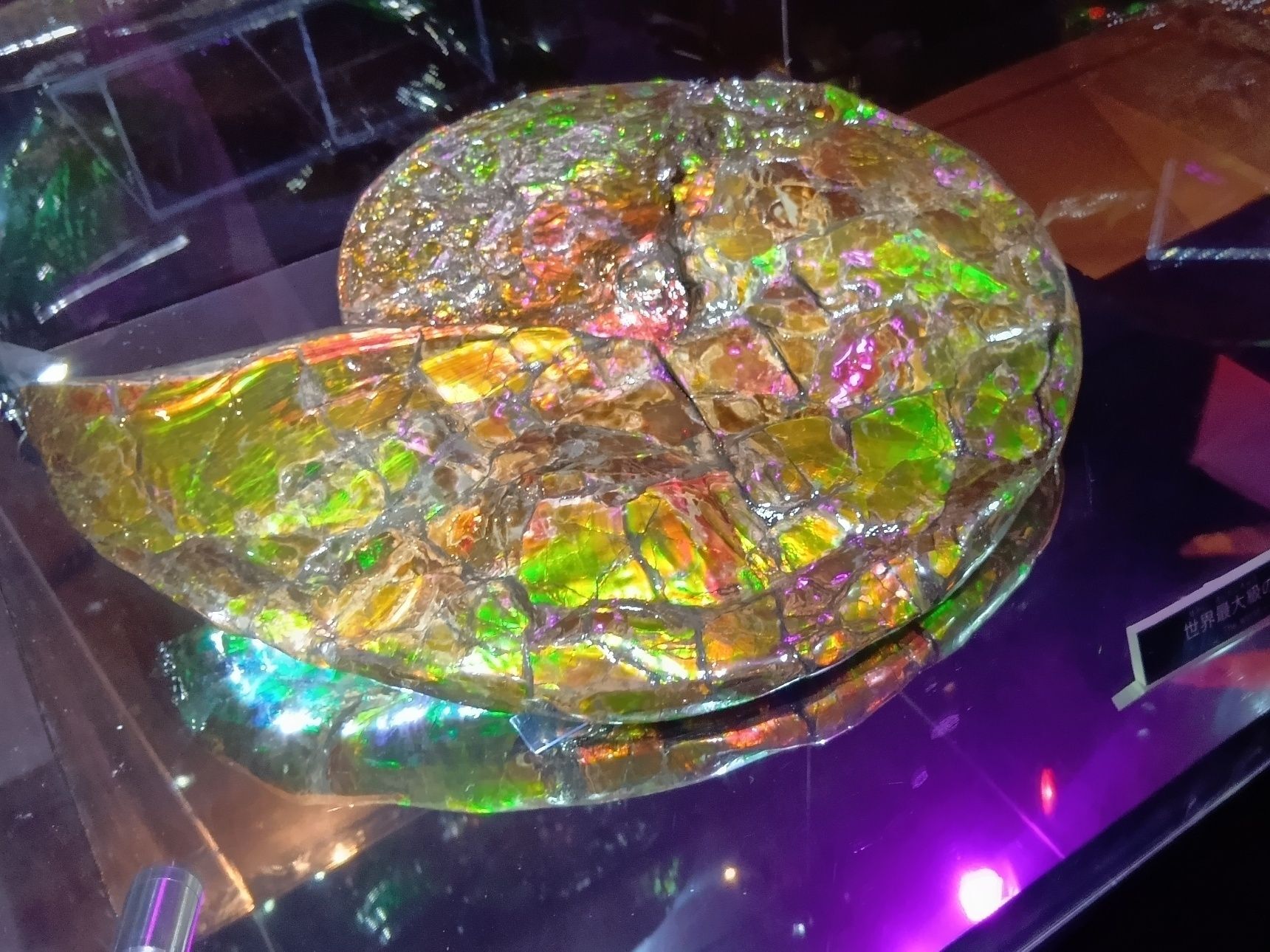 独自目線で私的に、一番の目玉→宝石化したアンモナイトの『アンモライト』！も展示されています！レプリカじゃないですよ！本物～！