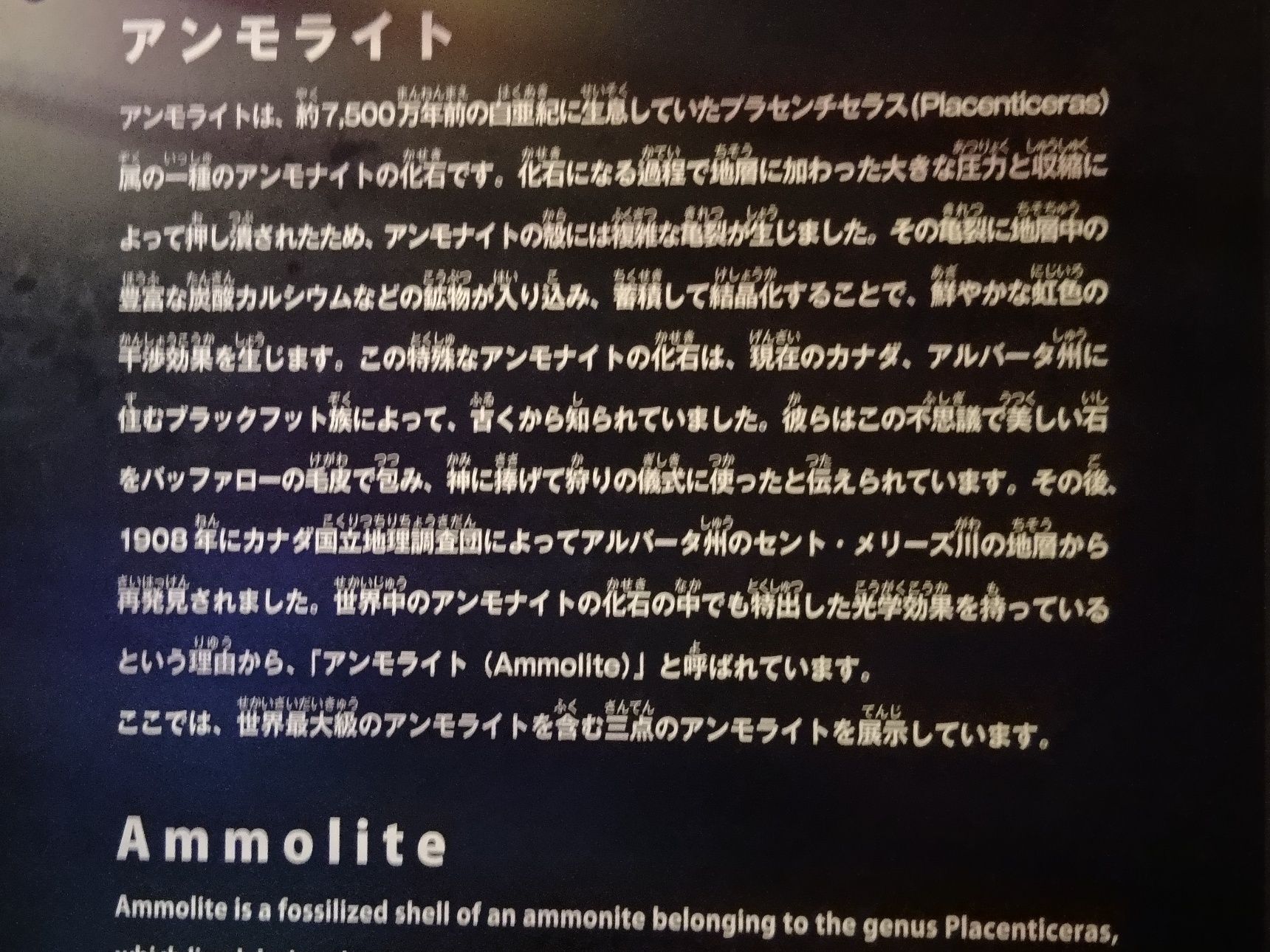 そして、こちら、すぐ先の所に、『アンモライト』が展示してあるんです！