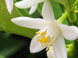 良い香り！この小花、ご存知ですか？冬に縁起の良い黄金色の実をつけ、食べられます！