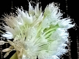 この花、ご存知ですか？一度は見たことがあるはず！こんなに美しいなんて…
