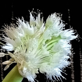 この花、ご存知ですか？一度は見たことがあるはず！こんなに美しいなんて…
