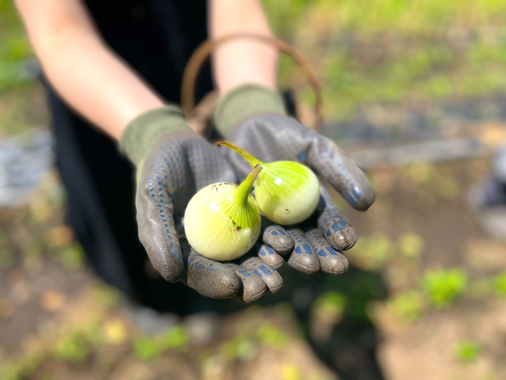 朝食ビュッフェに疲れた人へ。“静けさと味わい”のブランチ体験