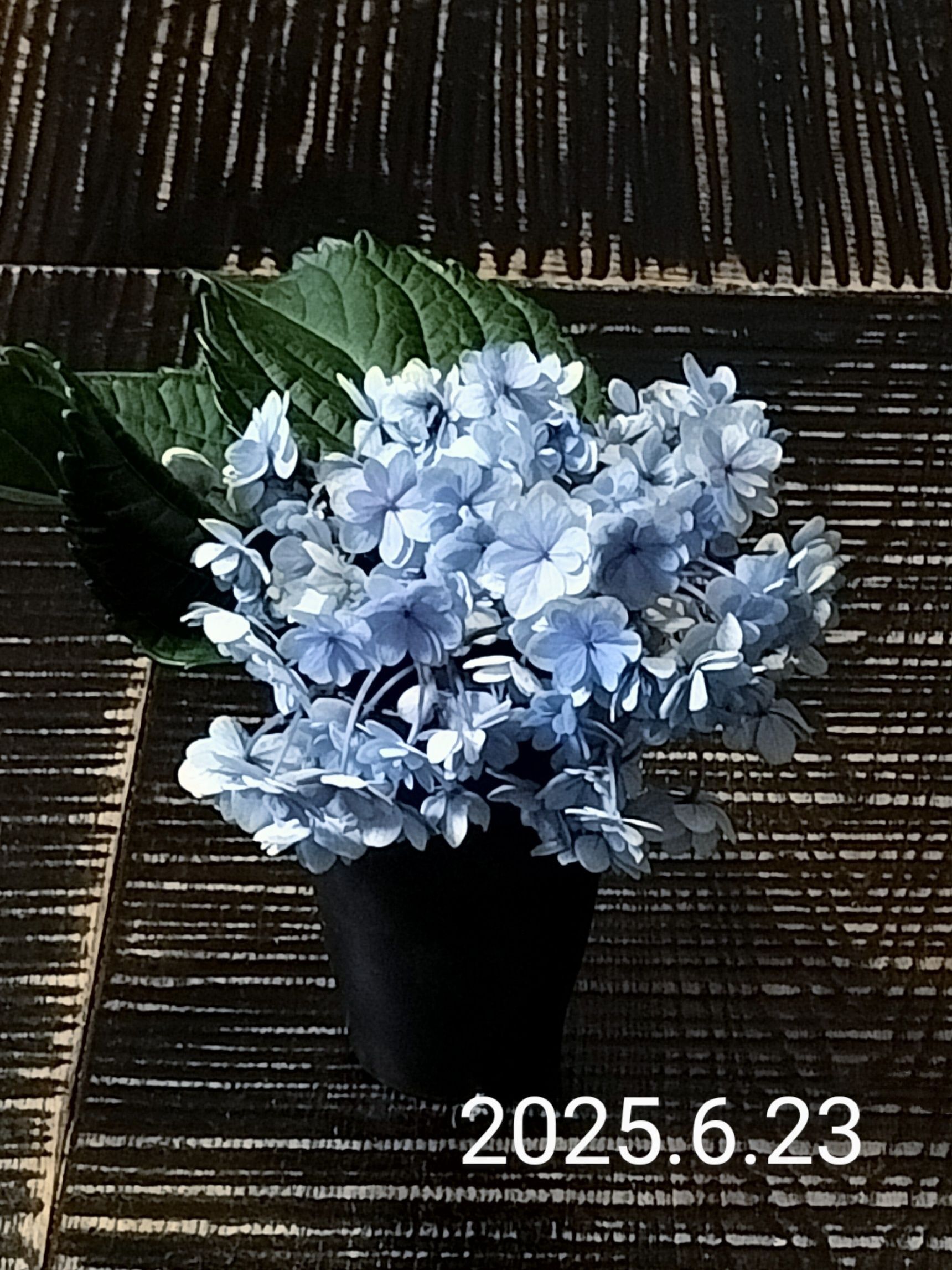 11日目