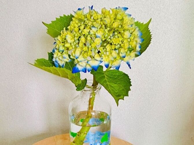 紫陽花の切り花を長く楽しむためのコツ。お花屋さんもやっている裏ワザです♪