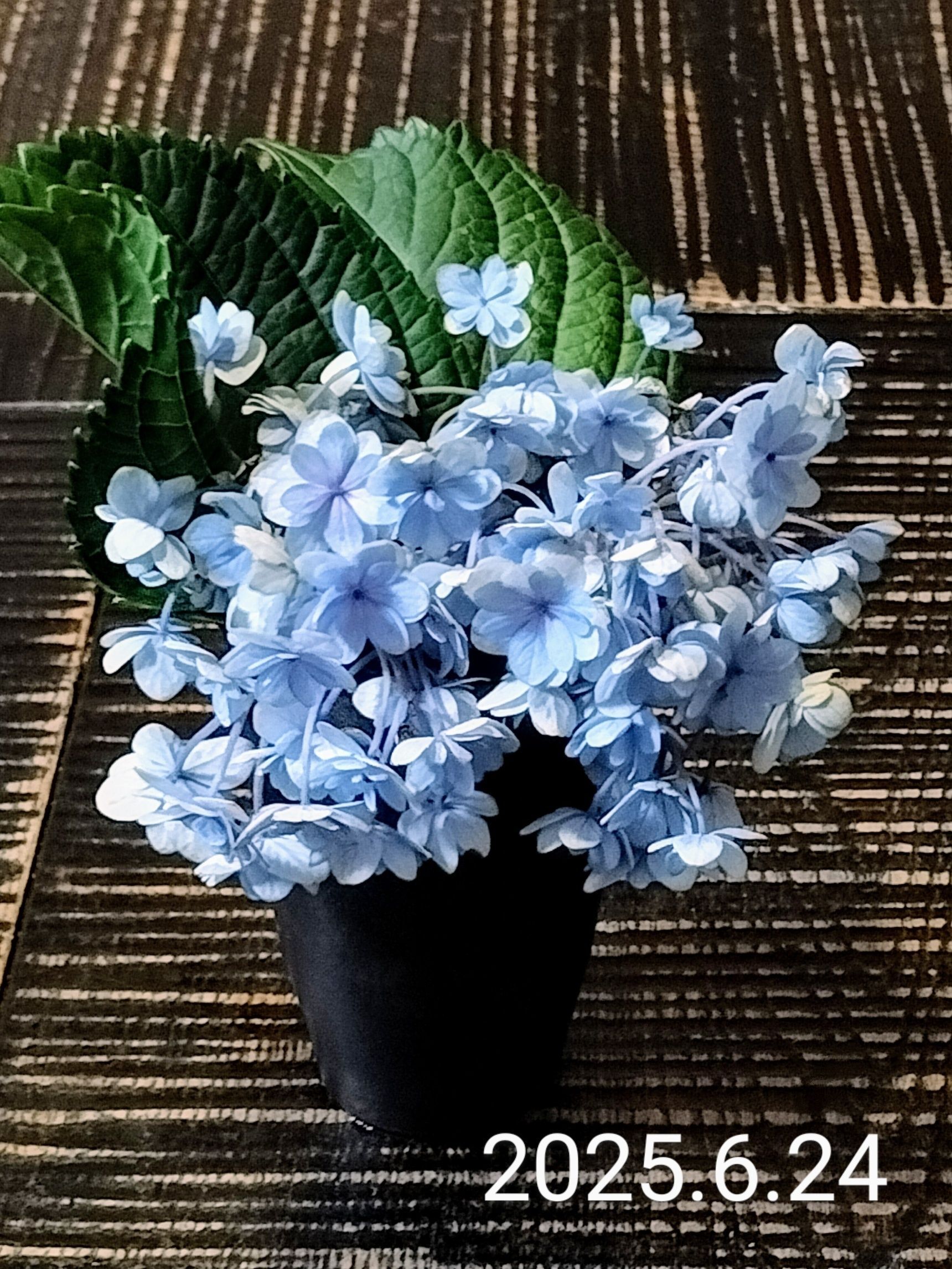 12日目