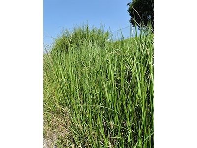4. 茅（ちがや）を見つけてみよう：自生場所と見分け方