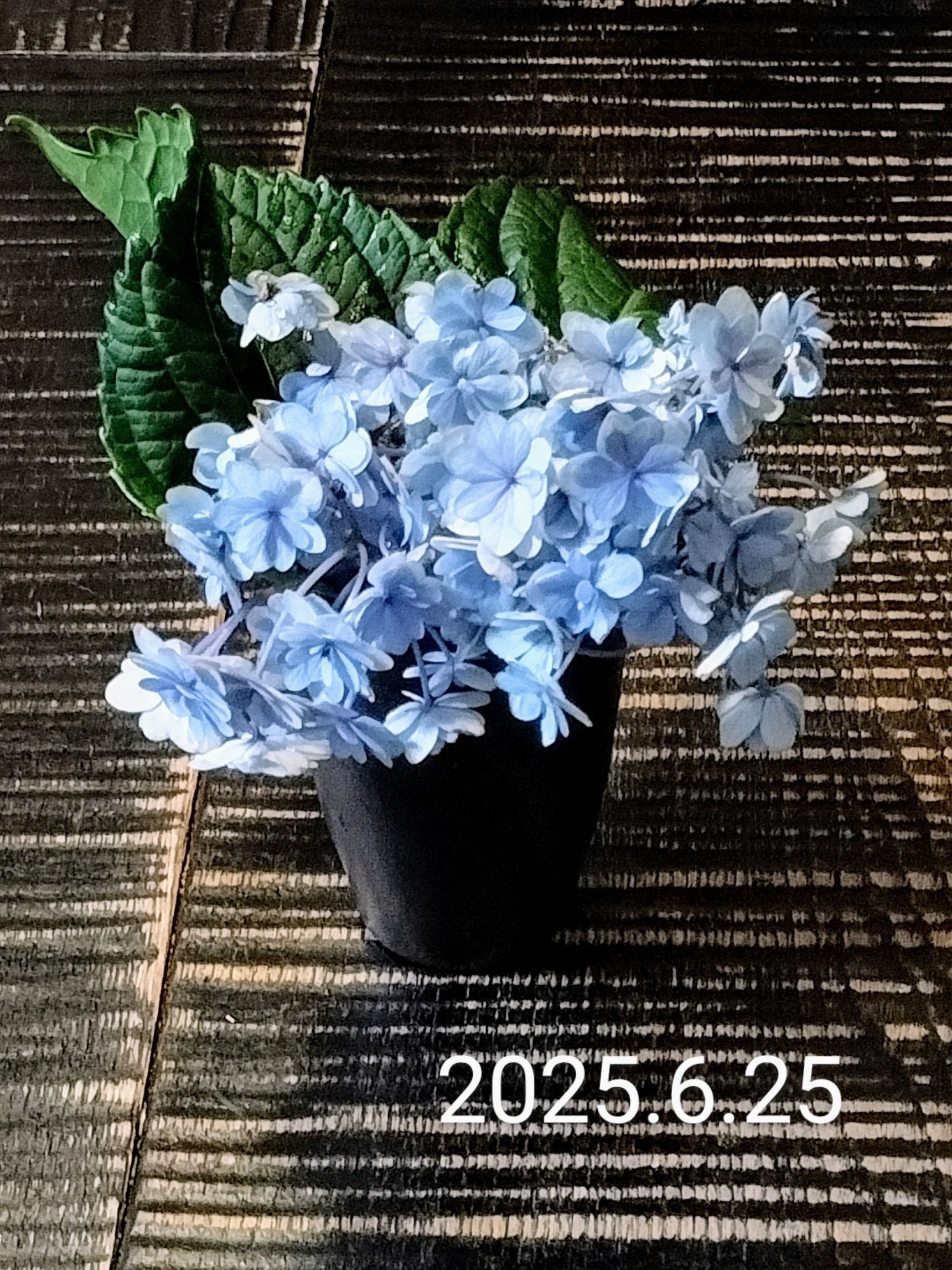 13日目