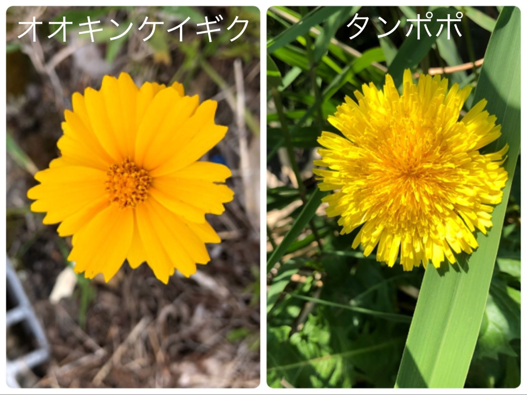 オオキンケイギクってどんな花？