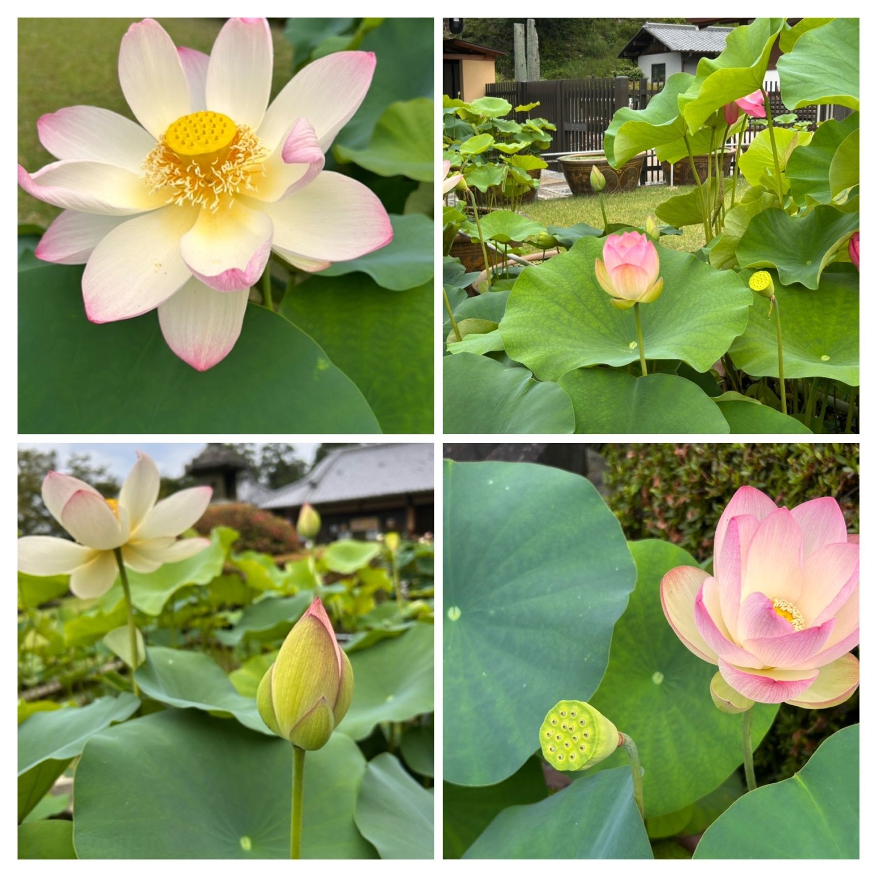 蓮の花の魅力