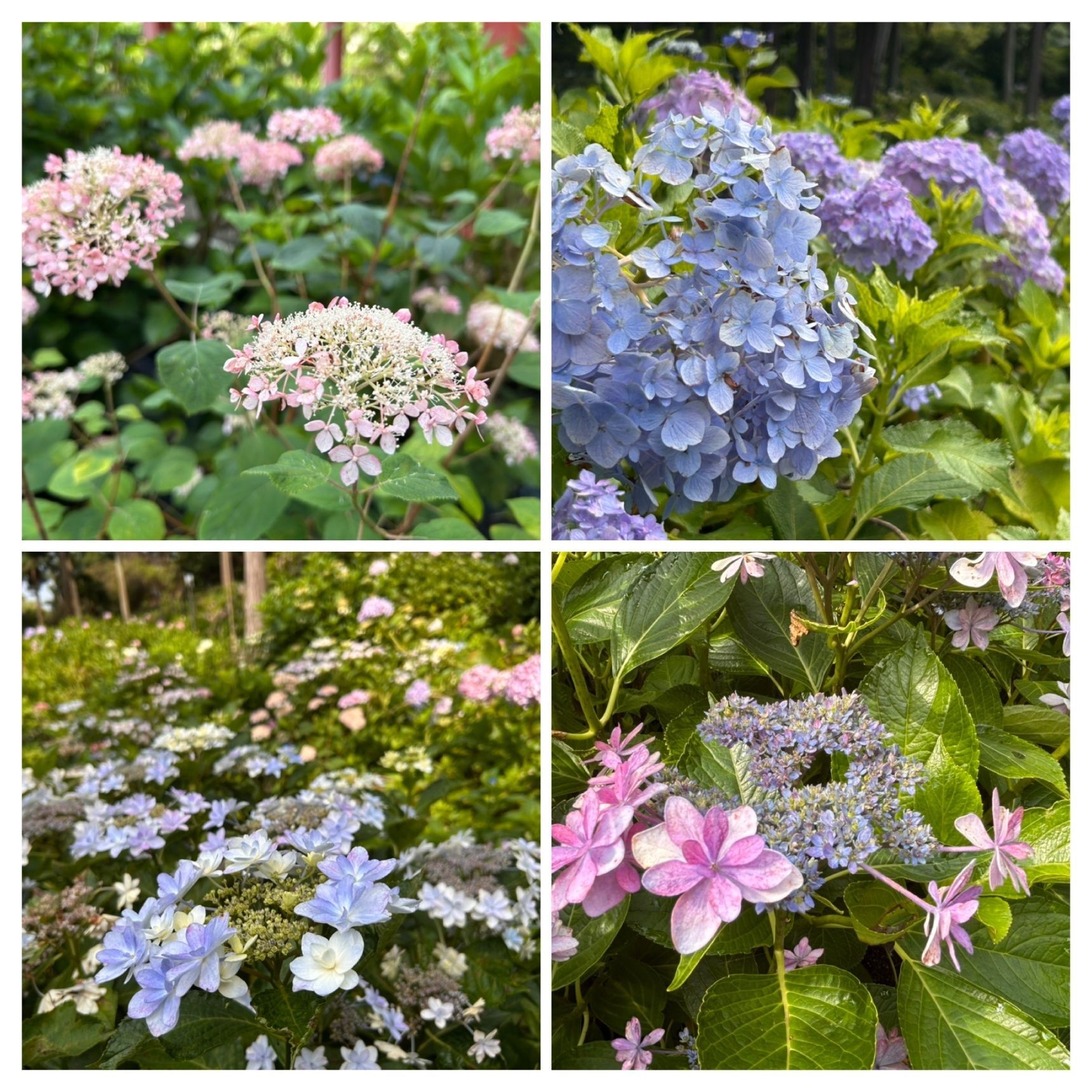紫陽花の魅力