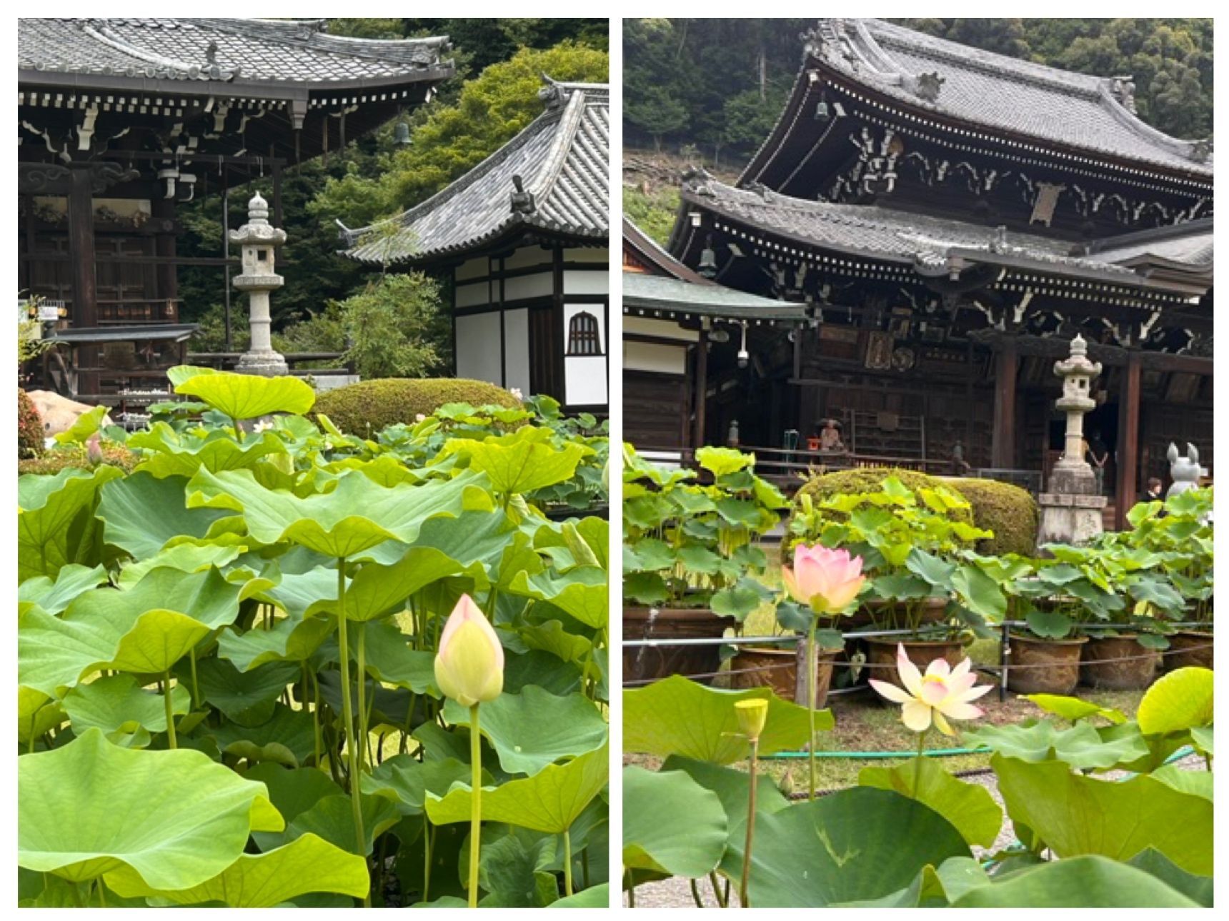 蓮の花と本堂