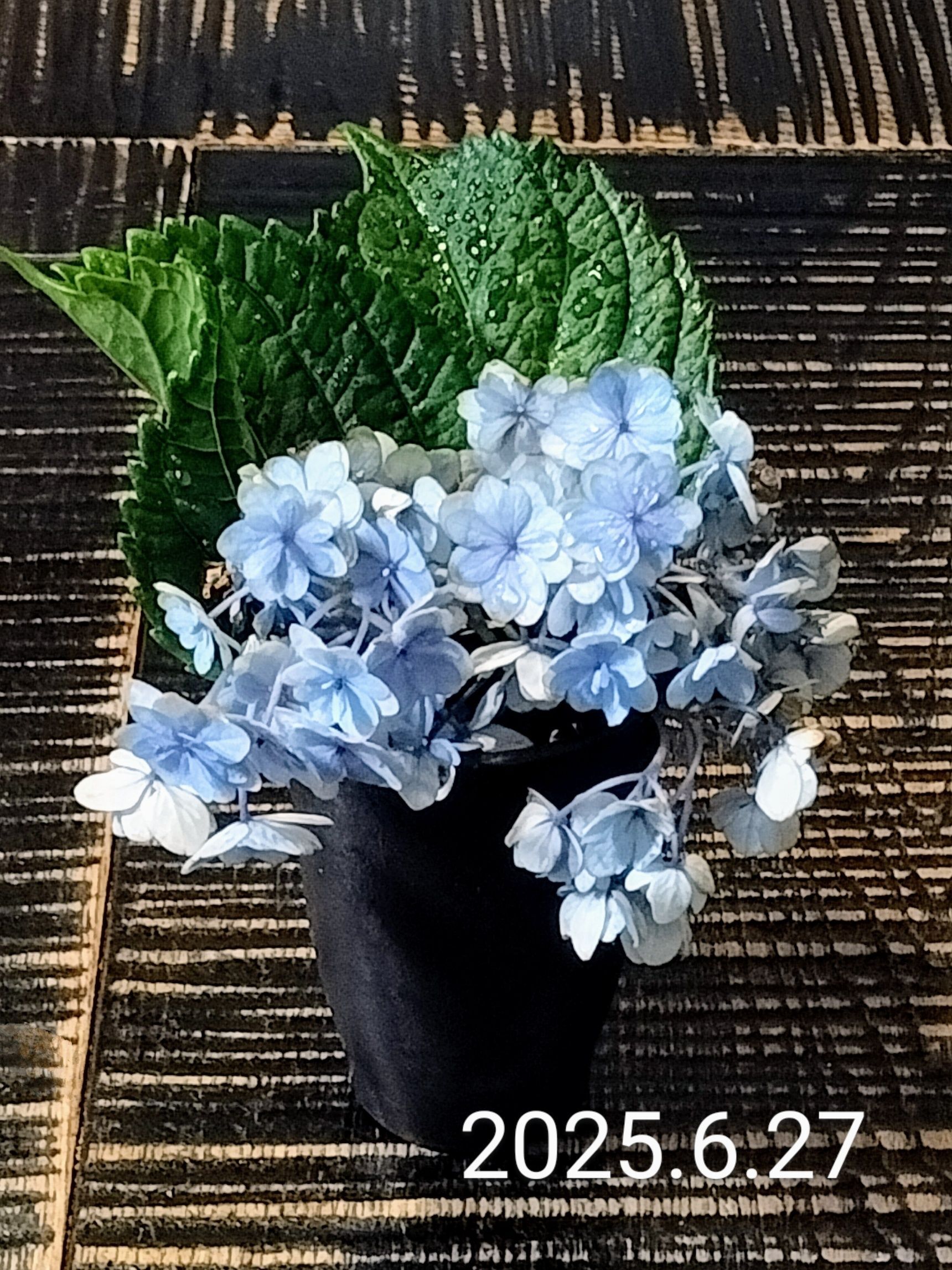 15日目