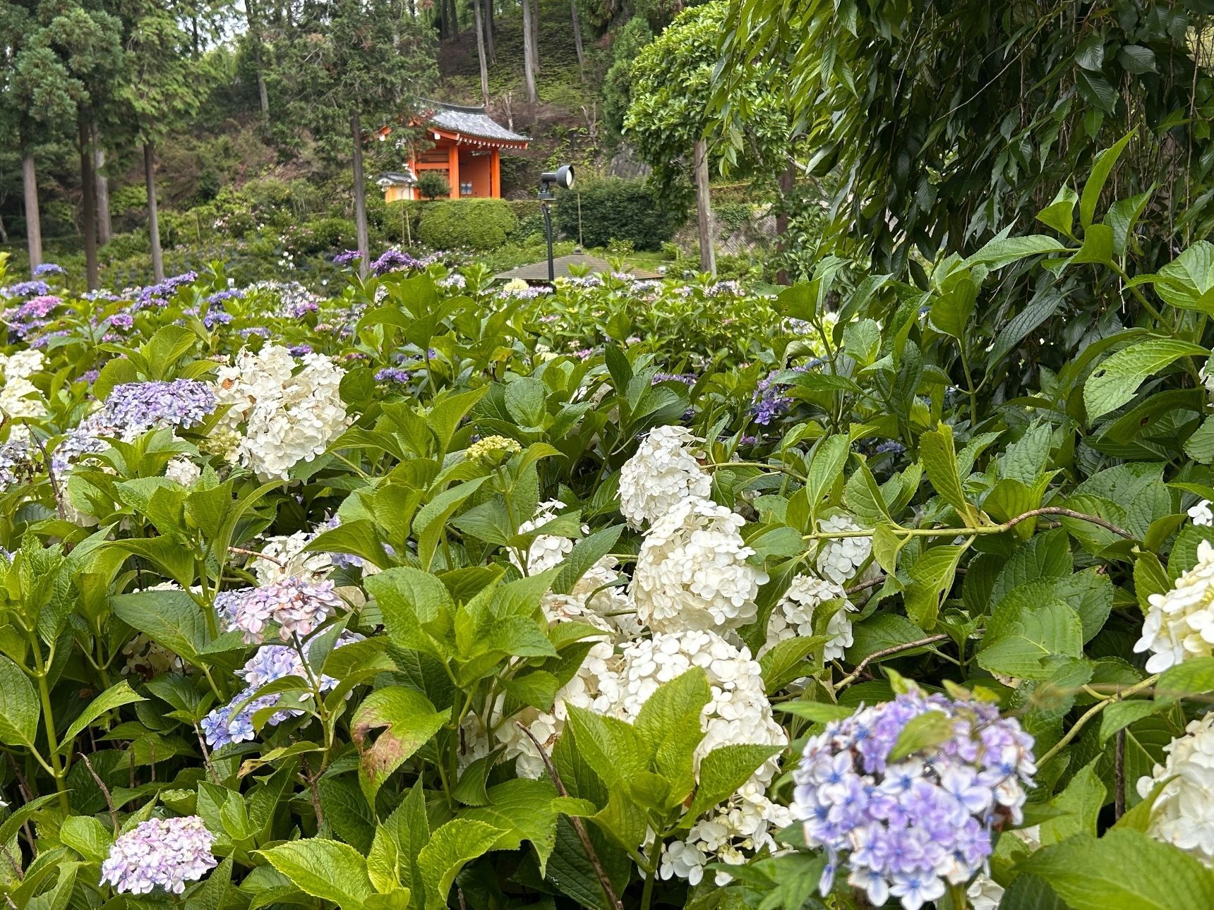 紫陽花越しに見る山門