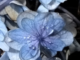 摘み取って15日目の紫陽花！手間をかけずに、紫陽花の切り花を長持ちさせる方法！延命剤は使いません！