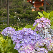 【お出かけ・京都】三室戸寺の紫陽花と蓮の花を愛でる