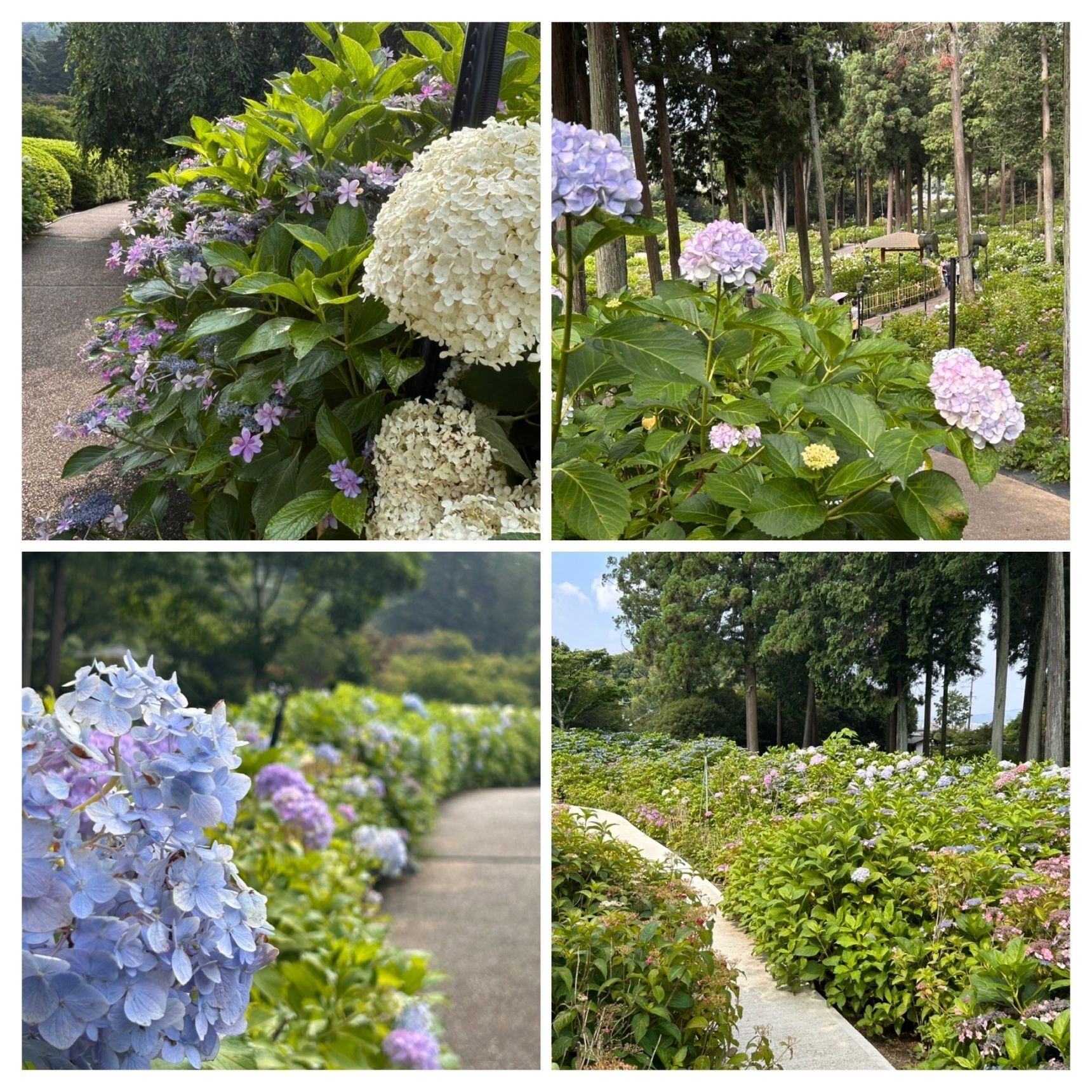 小道と紫陽花