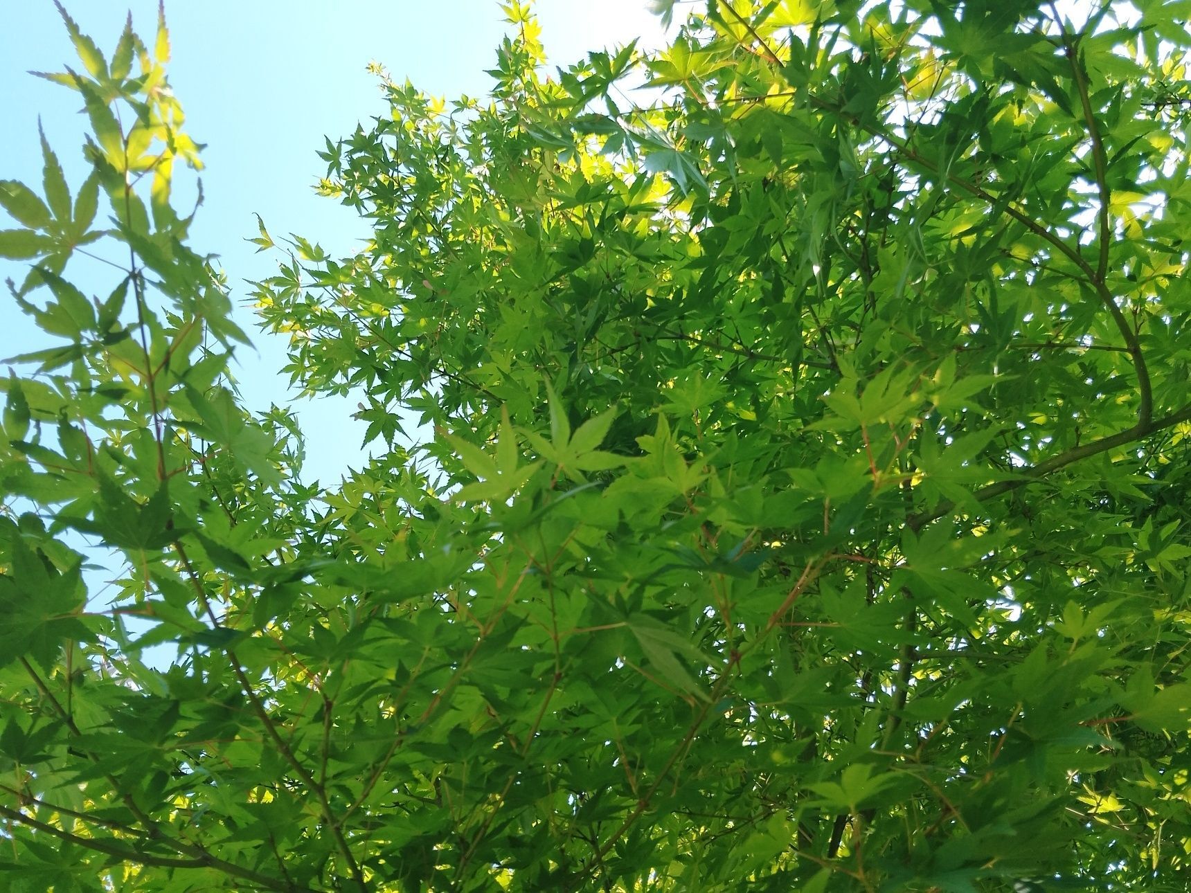 青紅葉