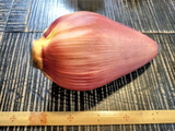 この食べられる大きな花、ご存知ですか？魚醤にんにくダレが合う〜誰もが知っている甘くて黄色い実がなる！
