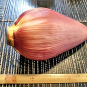 この食べられる大きな花、ご存知ですか？魚醤にんにくダレが合う〜誰もが知っている甘くて黄色い実がなる！