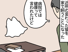 家の近所の変わった猫は、世界一可愛い"しーつおばけ"でした。【ねこもんすたー#7 】