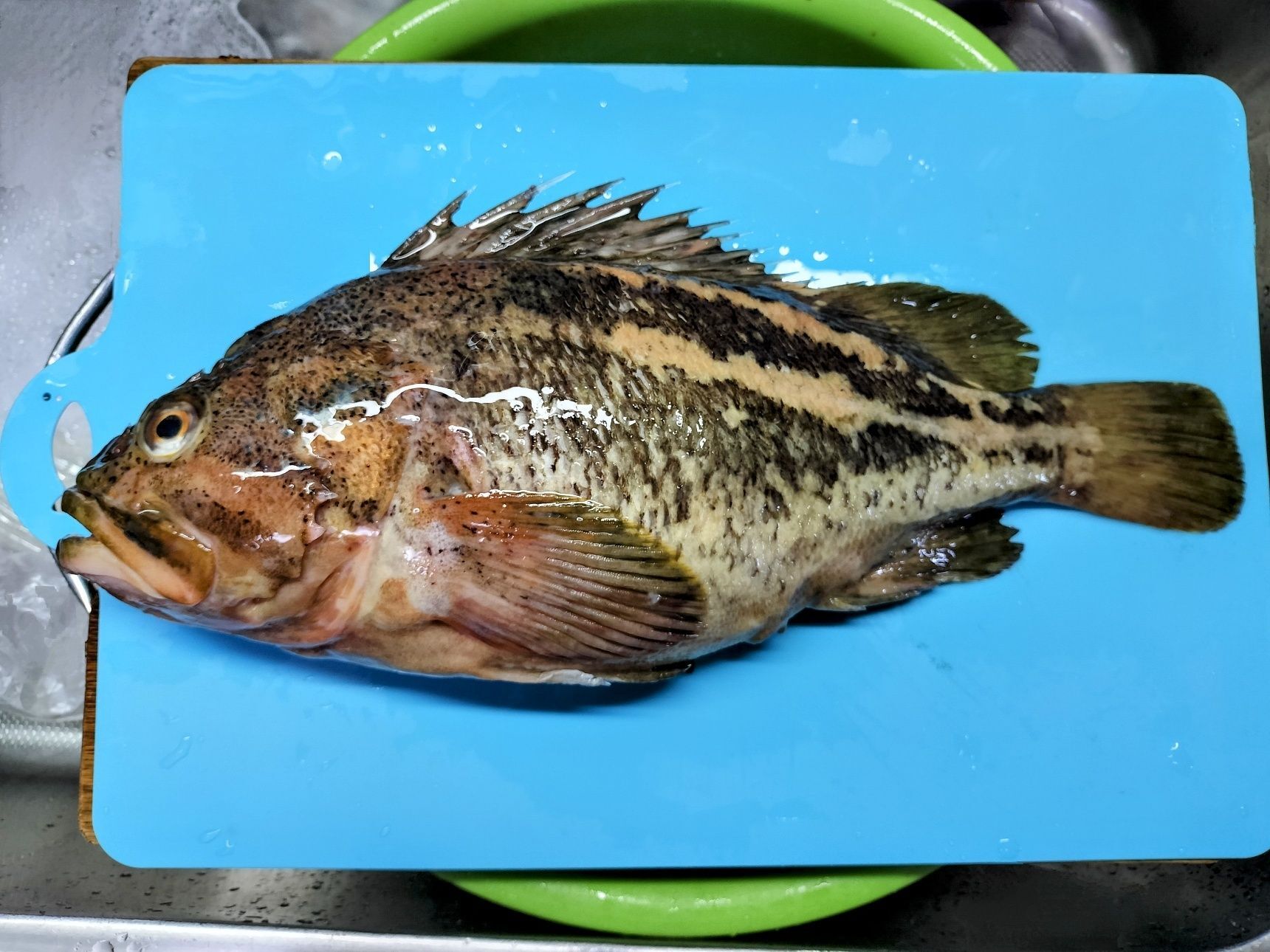 1. シマソイを捌く（三枚おろし）→流水で綺麗に洗う→しっかり水気を拭き取る