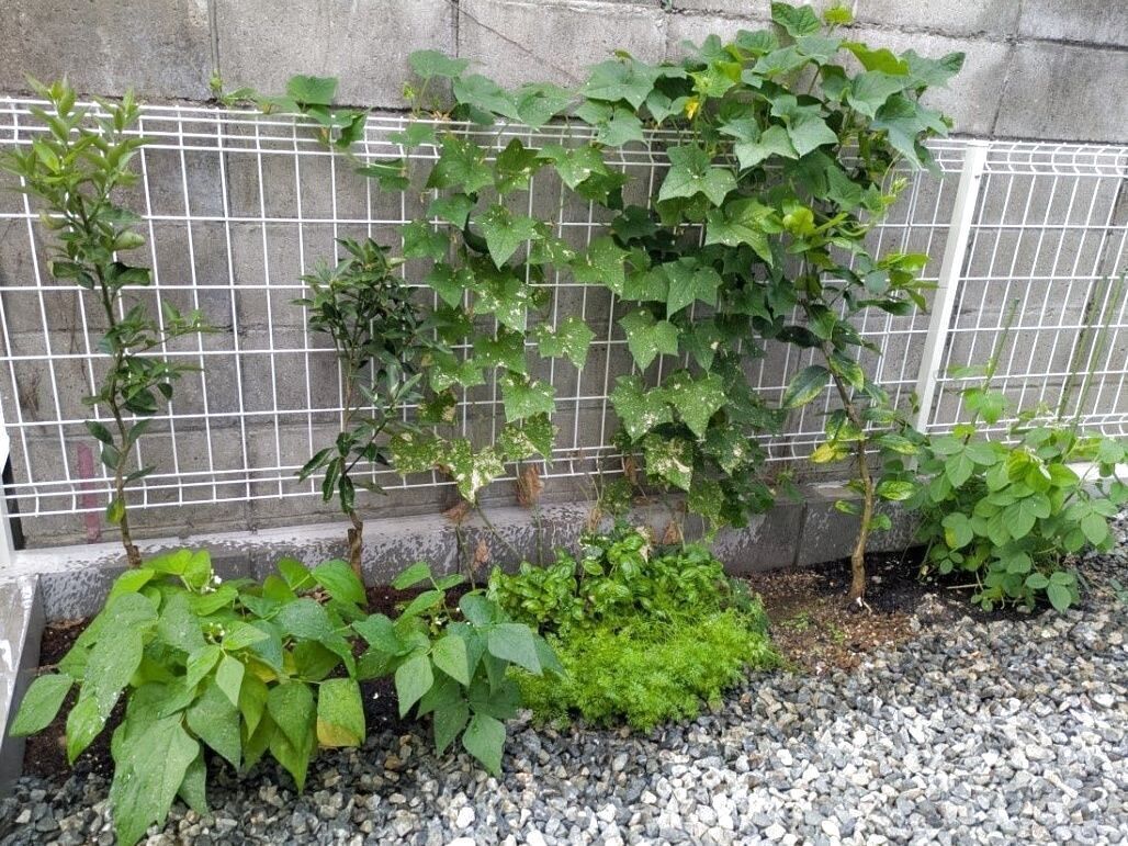 こんなに成長しました！