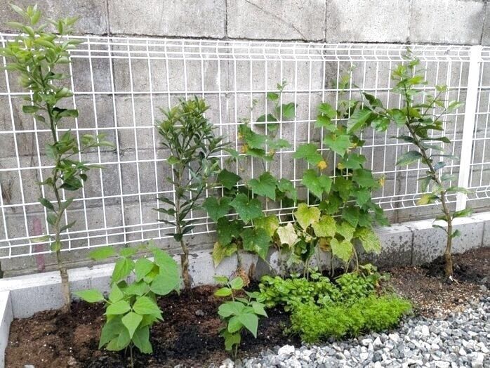 苗木は、柑橘系