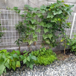 収穫直前の我が家の家庭菜園！