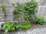 収穫直前の我が家の家庭菜園！