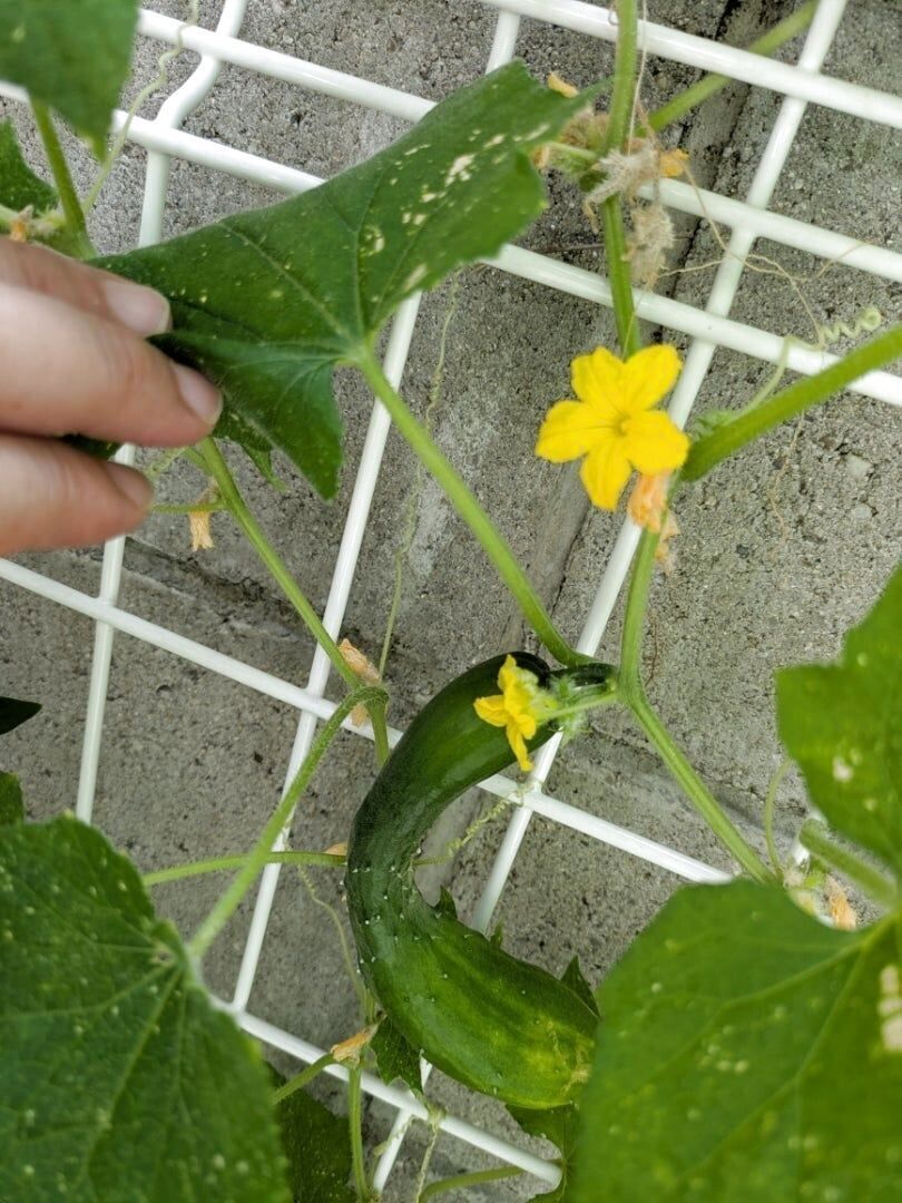 形はいびつだけど…