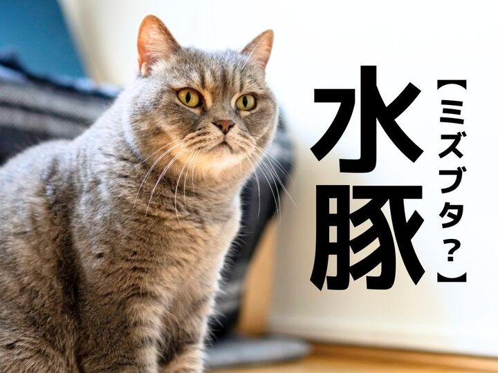 【水豚】=ブタではありません。"ゆるキャラ系"動物の正体は?【読めたら自慢できる漢字クイズ】