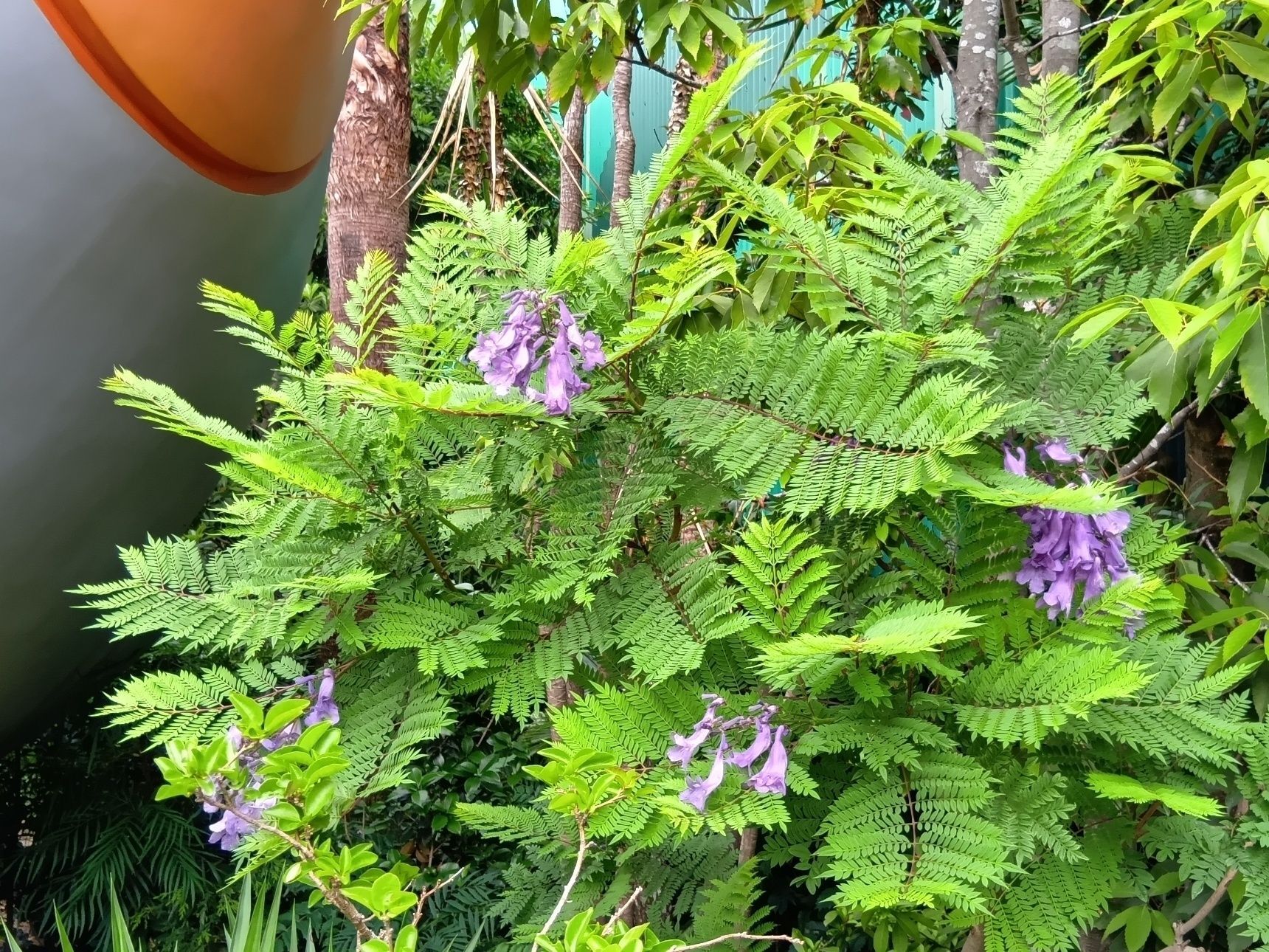 そんななか、とても美しいお花が開花していて、見惚れてしまいましたよ！