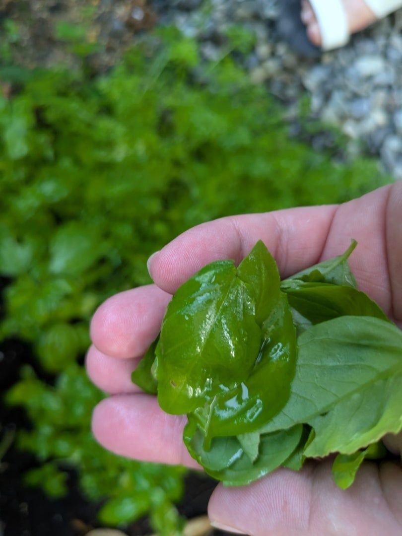 バジルは、家庭菜園で取れたものです。