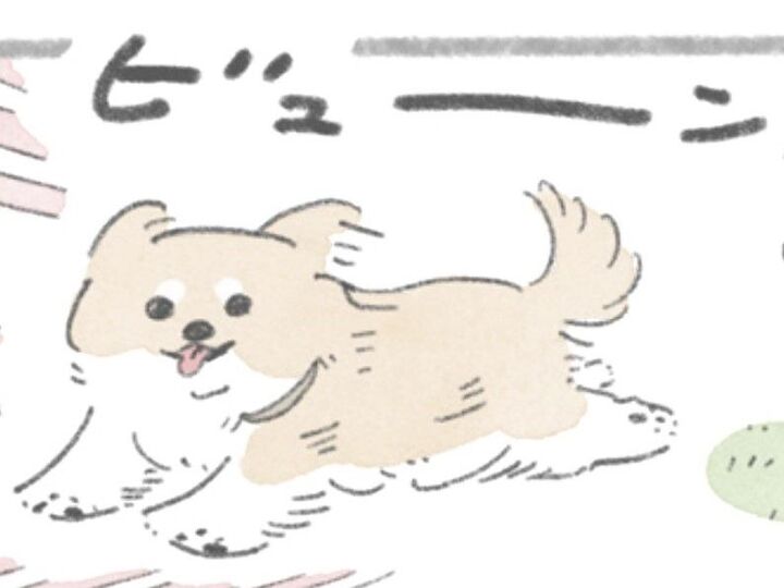 これをやらなきゃ気が済まない!ドッグラン大好きなむっくが必ずやること。【うちのむっくはいつも楽しそう#4】