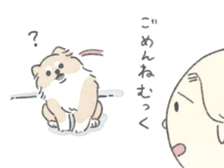 お散歩に行きたい犬がそこにいる…。雨の日のむっくのお話。【うちのむっくはいつも楽しそう#6】