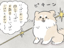 「ボール」「遊んで」「お散歩」「ごはん」むっくの大好きが詰まった誕生日！【うちのむっくはいつも楽しそう#10】