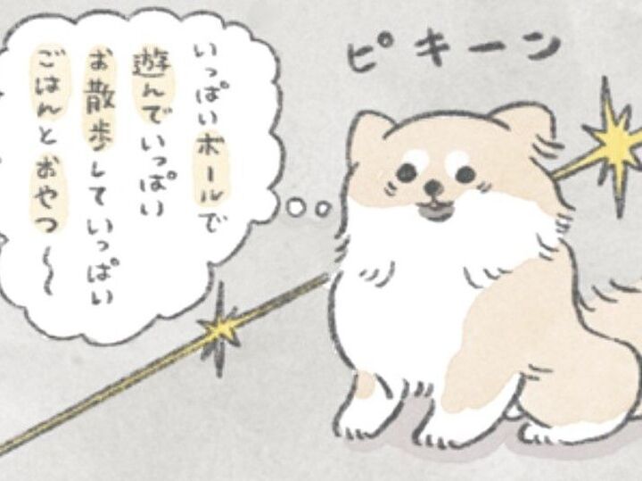 「ボール」「遊んで」「お散歩」「ごはん」むっくの大好きが詰まった誕生日!【うちのむっくはいつも楽しそう#10】