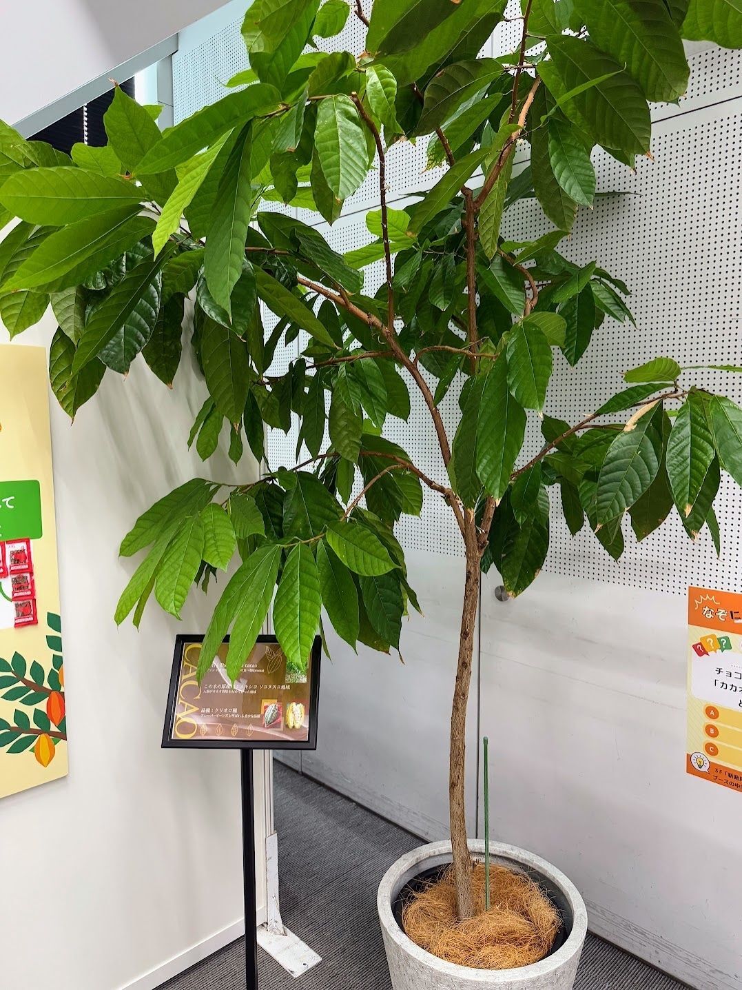 触ってにおいも確かめられる！カカオ豆やカカオの樹の展示