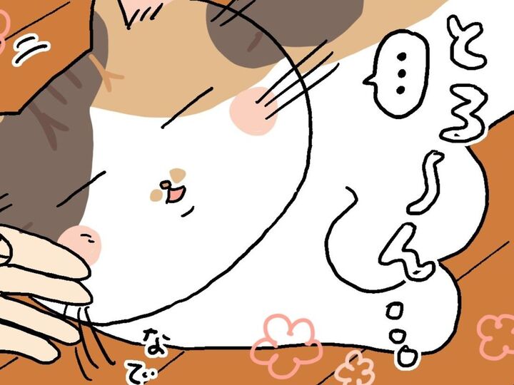 夏の特等席はやっぱりここよね。【てらねこミー子の日常】