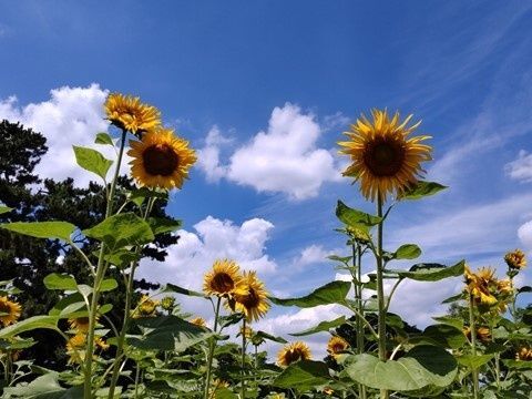 『手のひらを太陽に』