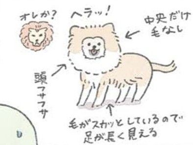 換毛期です。ポメラニアンが「子ザル」になったよ！【うちのむっくはいつも楽しそう】