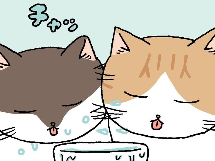 ねこが2匹でお水を飲むと…【てらねこミー子の日常】