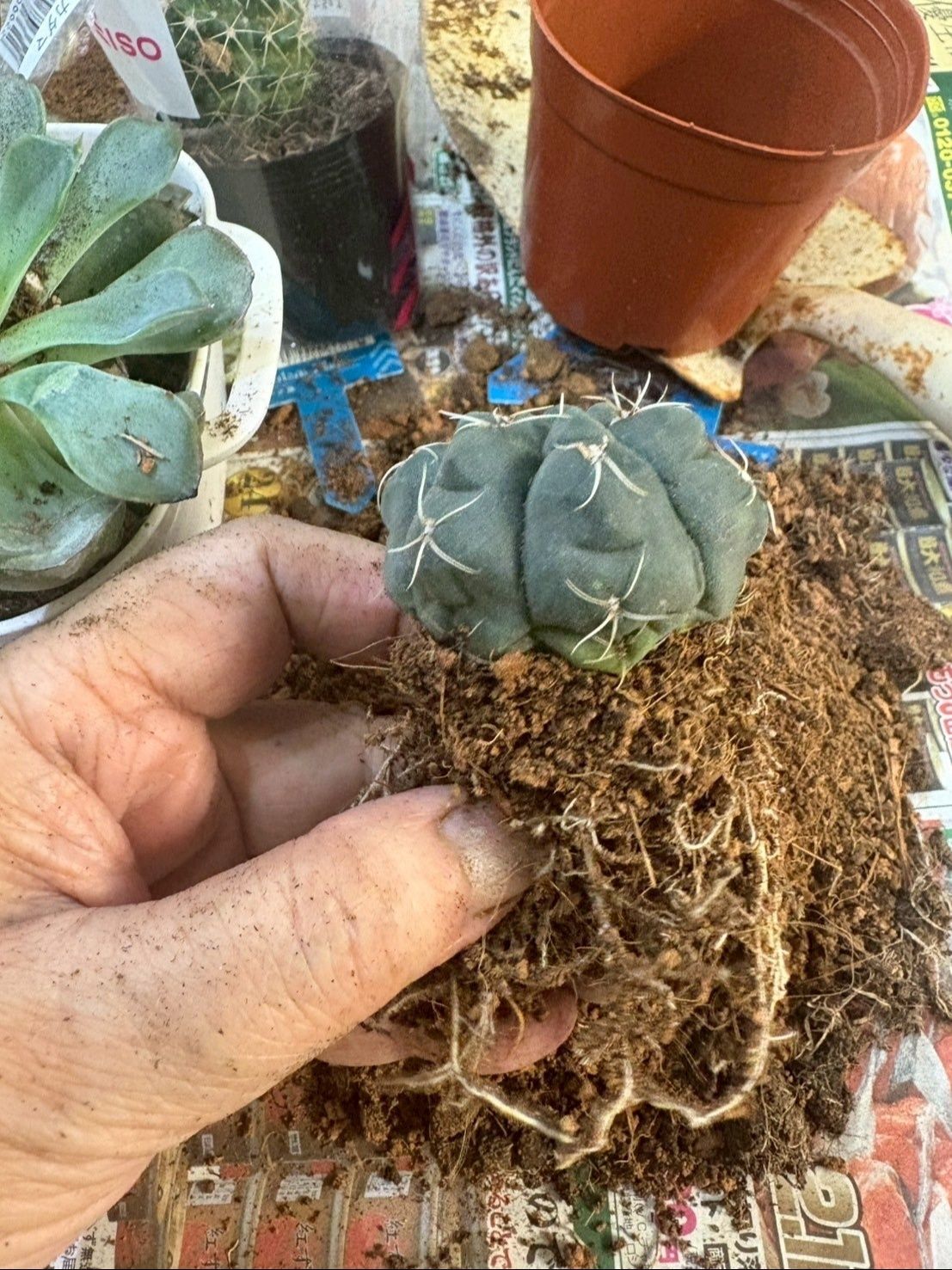 鉢から出したら土をほぐしてから植えていきます。