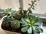 100均で私が一番楽しみにしているのは多肉植物の寄せ植え！