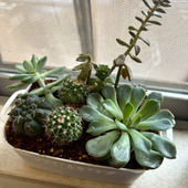 100均で私が一番楽しみにしているのは多肉植物の寄せ植え！