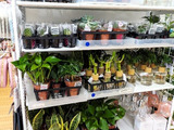 日々の成長＆育てる楽しさが味わえる観葉植物たち