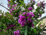 この花、近くで見たことありますか？一輪の花が繊細で美しい！サルスベリ！